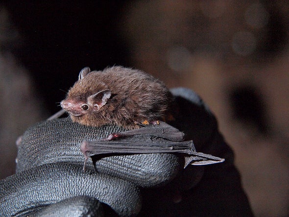 Adorable Moth-Size Bats Found in the Pacific Islands' Largest Bat Cave